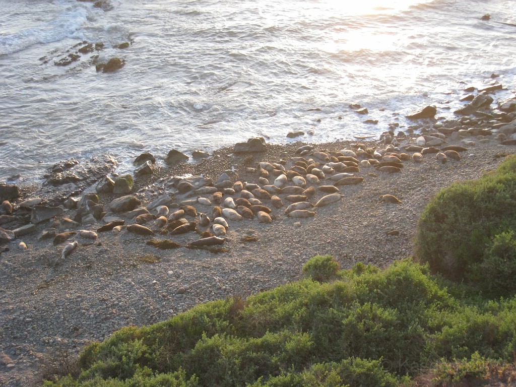 Carpinteria California 2010-02 0700.jpg - One of only a few seal rookeries in California is here in Carpinteria.